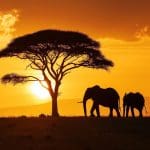 Savanna Dusk