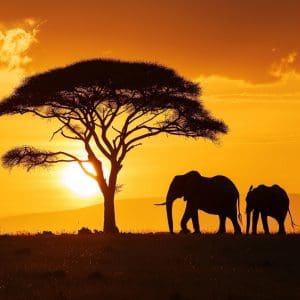 Savanna Dusk