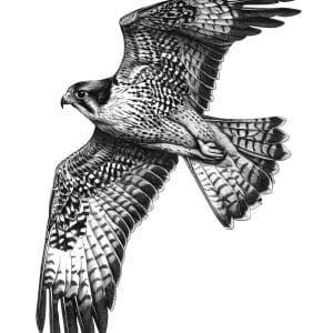 Wings of Precision